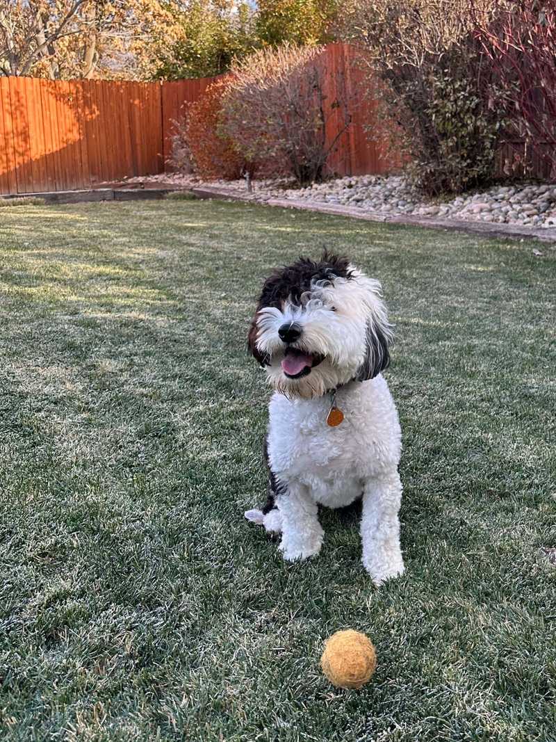 poppy on the lawn